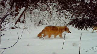 В южноуральском нацпарке фотоловушка "поймала" стаю волков