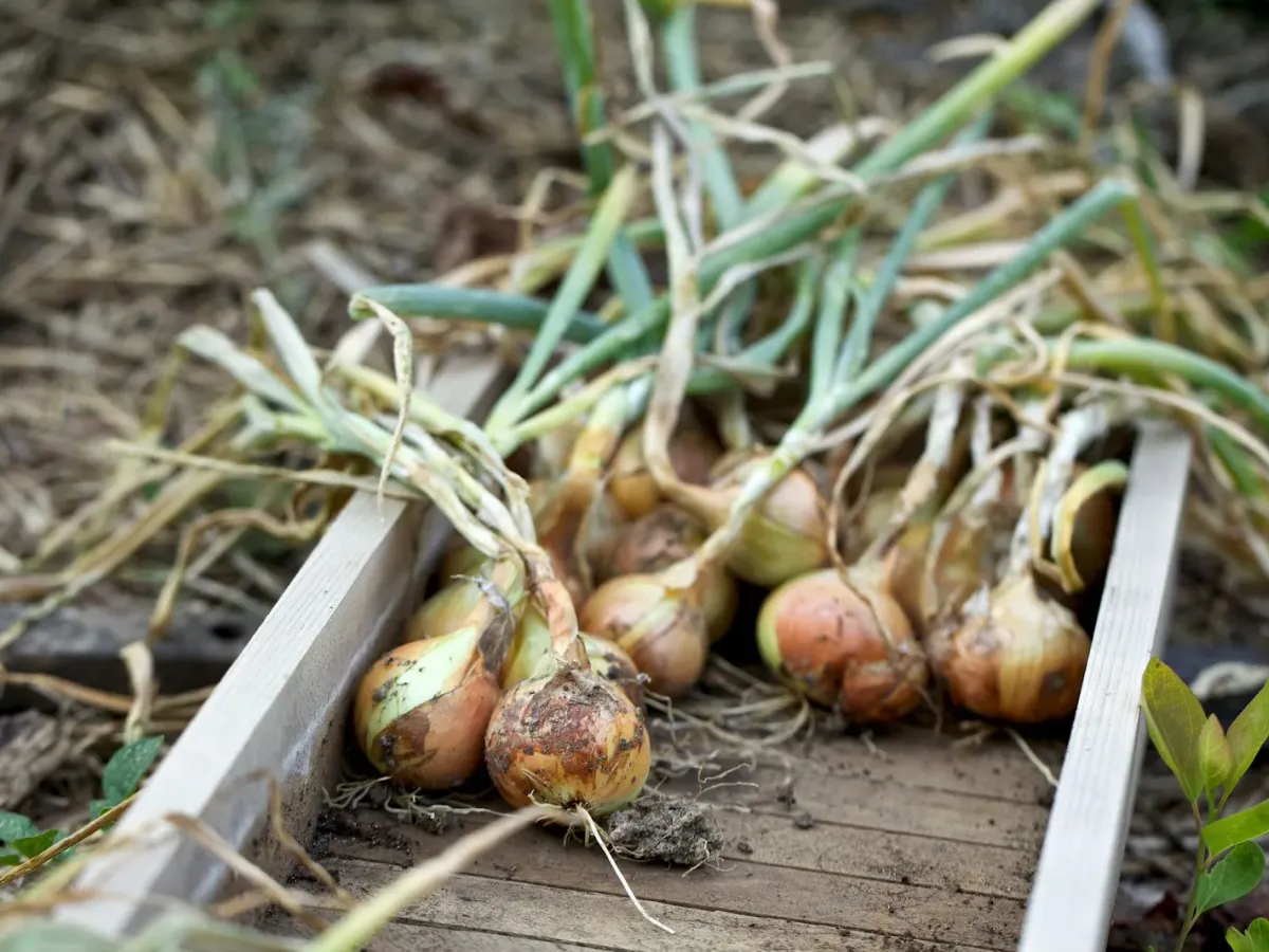Ни гнили, ни плесени: простой секрет садоводов для идеальной просушки лука после уборки