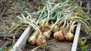 Ни гнили, ни плесени: простой секрет садоводов для идеальной просушки лука после уборки
