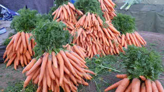 Раскидайте на грядке с морковью такой порошок в июле - поразитесь какой крупной и ровной она вымахает