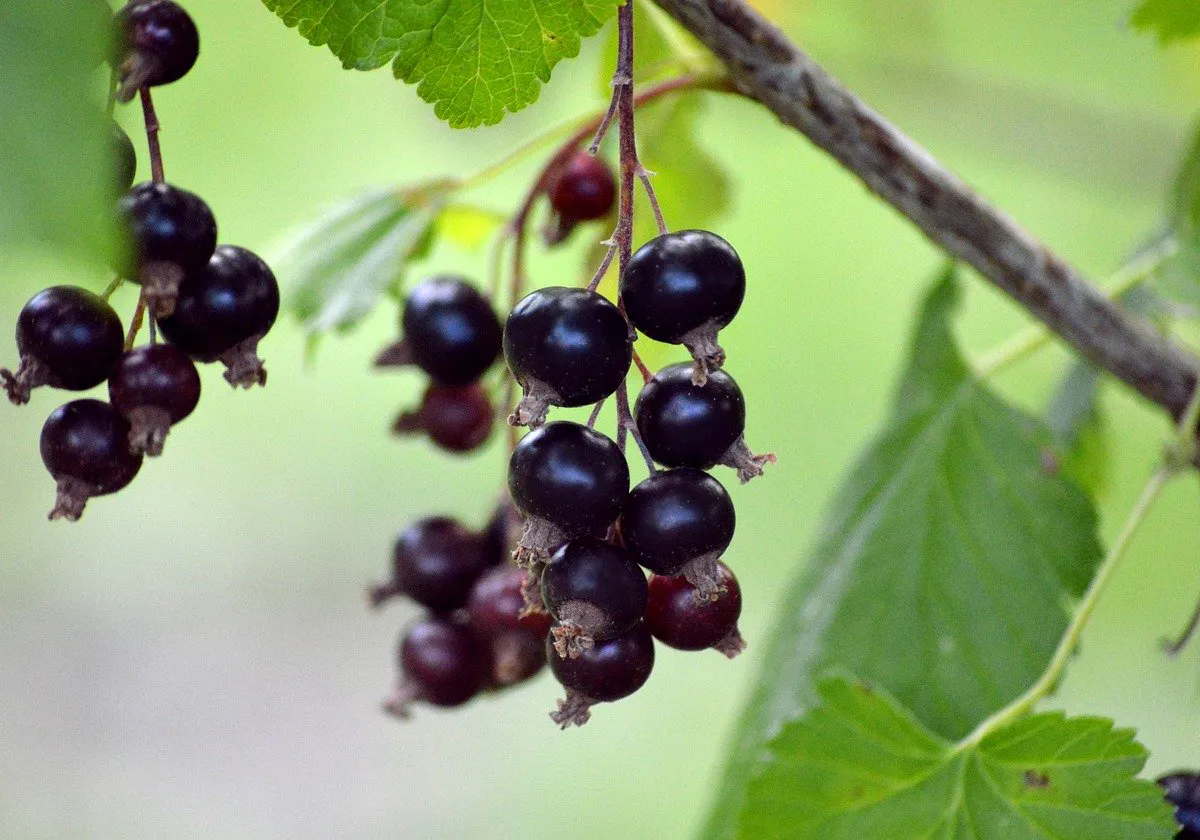 После распускания листьев смородине – необходимо: разводим 2 ложки в воде – и под корень, ягод хватит на всех соседей