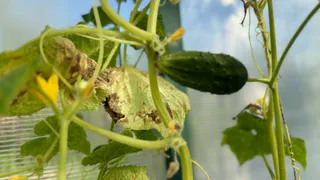 Дачники скупают семена этого огурца ещё зимой — весной найти почти невозможно: урожай удивляет даже опытных