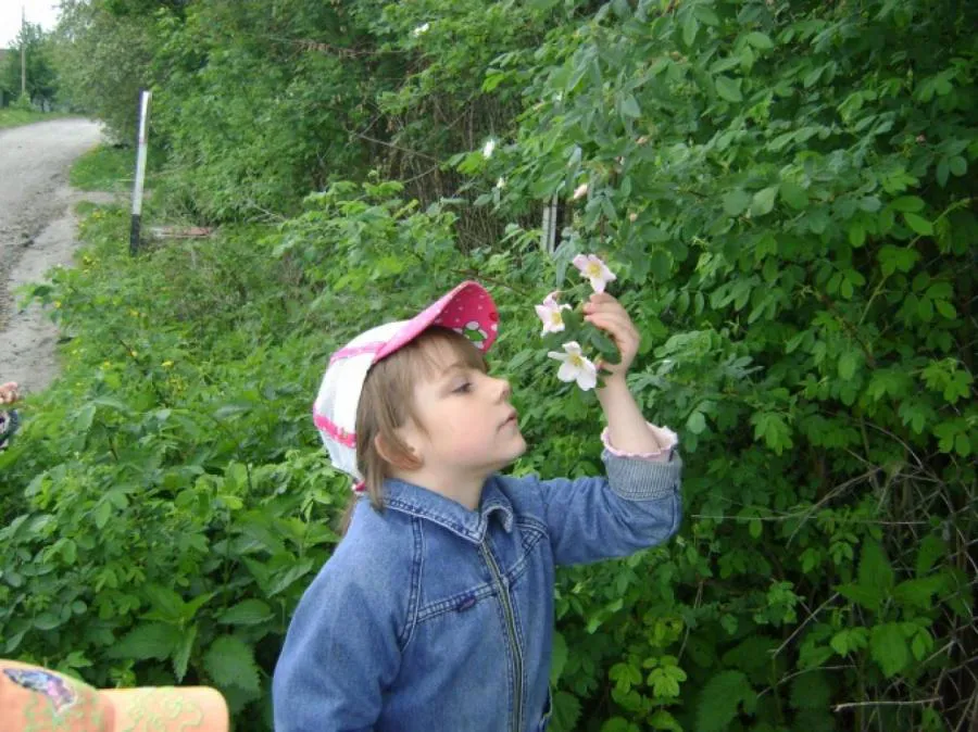 Приметы и запреты на 6 июня: самое время сажать детей... в шиповник