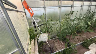 Земля в теплице будет плодородной и мягкой, как пух: что добавить в почву в сентябре после сбора урожая