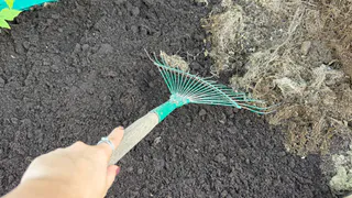 «Соседи не верят своим глазам»: раскидываю по грядкам пачку крупы за 73 рубля, вот что потом происходит с почвой