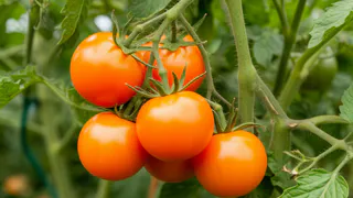 Чтобы томаты завалили урожаем: через 2 недели после высадки добавляем 1,5 ст. ложки на 10 л воды - очень важная подкормка