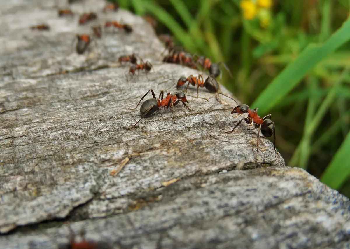 Горсть крупы у муравейника - и "окочурилась" даже муравьиная "королева" - рабочий лайфхак