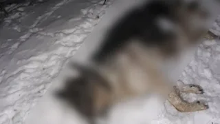 Владелица мини-приюта для животных предупредила об отстреле собак