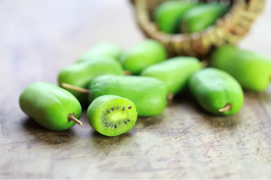 Родственница киви прижилась на дачах россиян