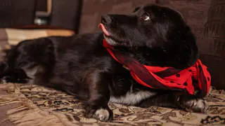 Дай лапку: Ева, Рыся и Мая ищут друзей