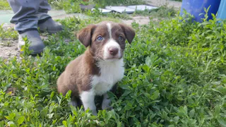 Дай лапку: Цыган, Капа и малыши ждут своих хозяев