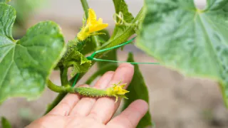 1 таблетка спасет весь урожай огурцов: Мучнистая роса, пятнистость и ржавчина исчезнут за 24 часа - завязи перестанут опадать