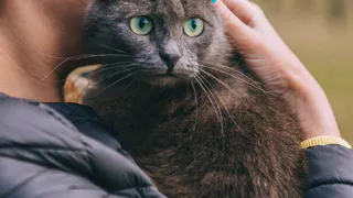 Дай лапку: Марсель, Мальвина и Мурка ищут дом