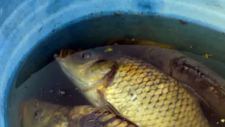 Рыбный переполох на чувашской трассе: пресечена перевозка карпа