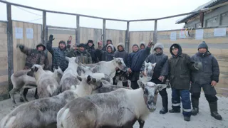 В Коми впервые оленеводы-частники не увели стада на убой в соседний регион