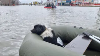 Пензенские волонтеры помогли более 300 животных во время паводка в Оренбуржье