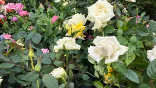 На «Роза Хутор» появился розарий с новым сортом от рязанского селекционера