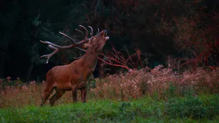 Рязанские лоси готовятся к сезону размножения
