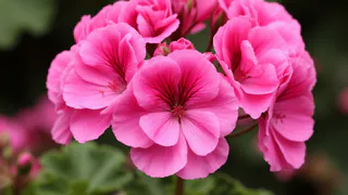 Для цветения герани — в июне обязательно: пару ампул под корешок — и пеларгония роскошнее шапки Мономаха