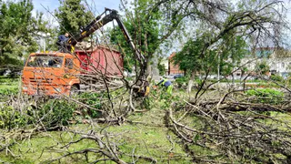 У драмтеатра в Пензе вырубают больные деревья