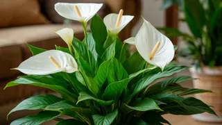 Спатифиллуму при сокращении светового дня — обязательно: одну ложку в стакан — и бутоны лезут не по дням, а по часам
