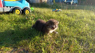 Почему кошка бегает по дому перед туалетом: пять причин