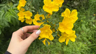 Этот дивный многолетник цветет все лето без перерыва: будете любоваться до самых холодов