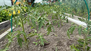 Научили поливать помидоры в жару и не только – есть 4 главных правила: вот почему томаты не "пьют"