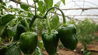 Что категорически нельзя сажать рядом с перцем: враг вашего урожая