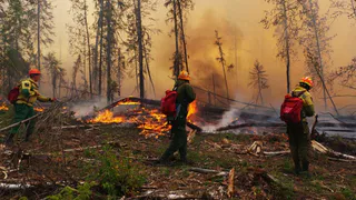 Рослесхоз показал карту тушения лесных пожаров в Рязанской области