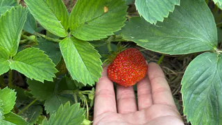 Одна чайная ложка под куст: клубника завалит ягодами раньше, чем нужно