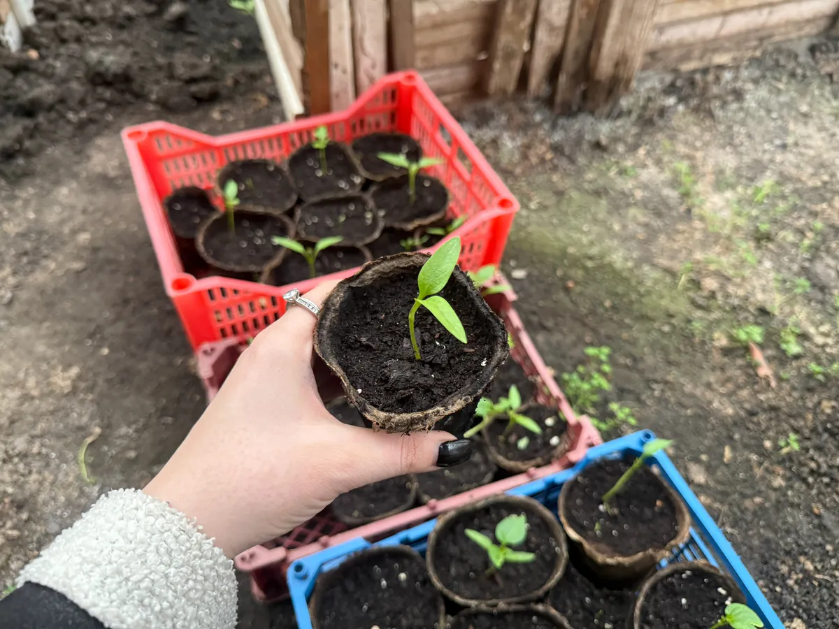 Как получить сильную рассаду томатов с крепкими корнями без лишней работы — мой проверенный метод