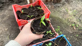 Получаю почти 99% всхожести: как я сажаю перец на рассаду уникальным способом, который реально работает