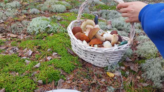 "Вкусный, но смертельно опасный!": Почему этот гриб запрещали в СССР — разрушает органы и убивает