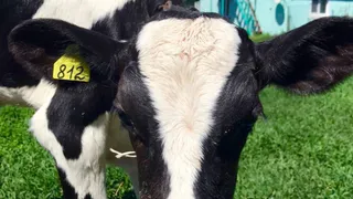 Рязанская область получит еще 31 миллион на поддержку аграриев