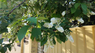 В Коми 24 июня будет дождливо и прохладно на большей части региона