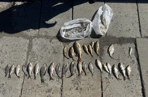 Житель Магнитогорска поплатился за незаконный улов