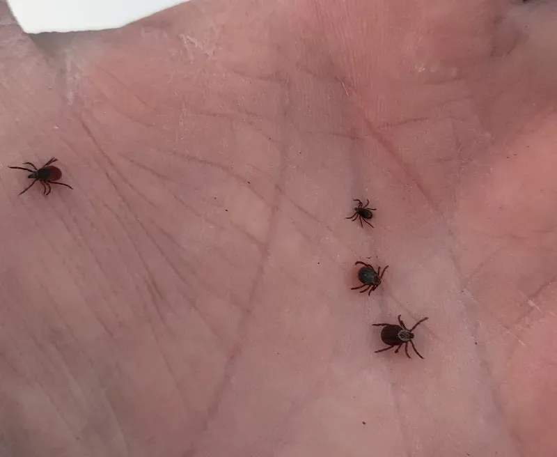Первый укус клеща зарегистрирован в Магнитогорске