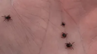 Первый укус клеща зарегистрирован в Магнитогорске