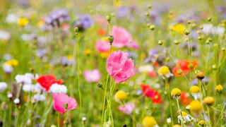 2 августа в Рязанской области ожидается +28