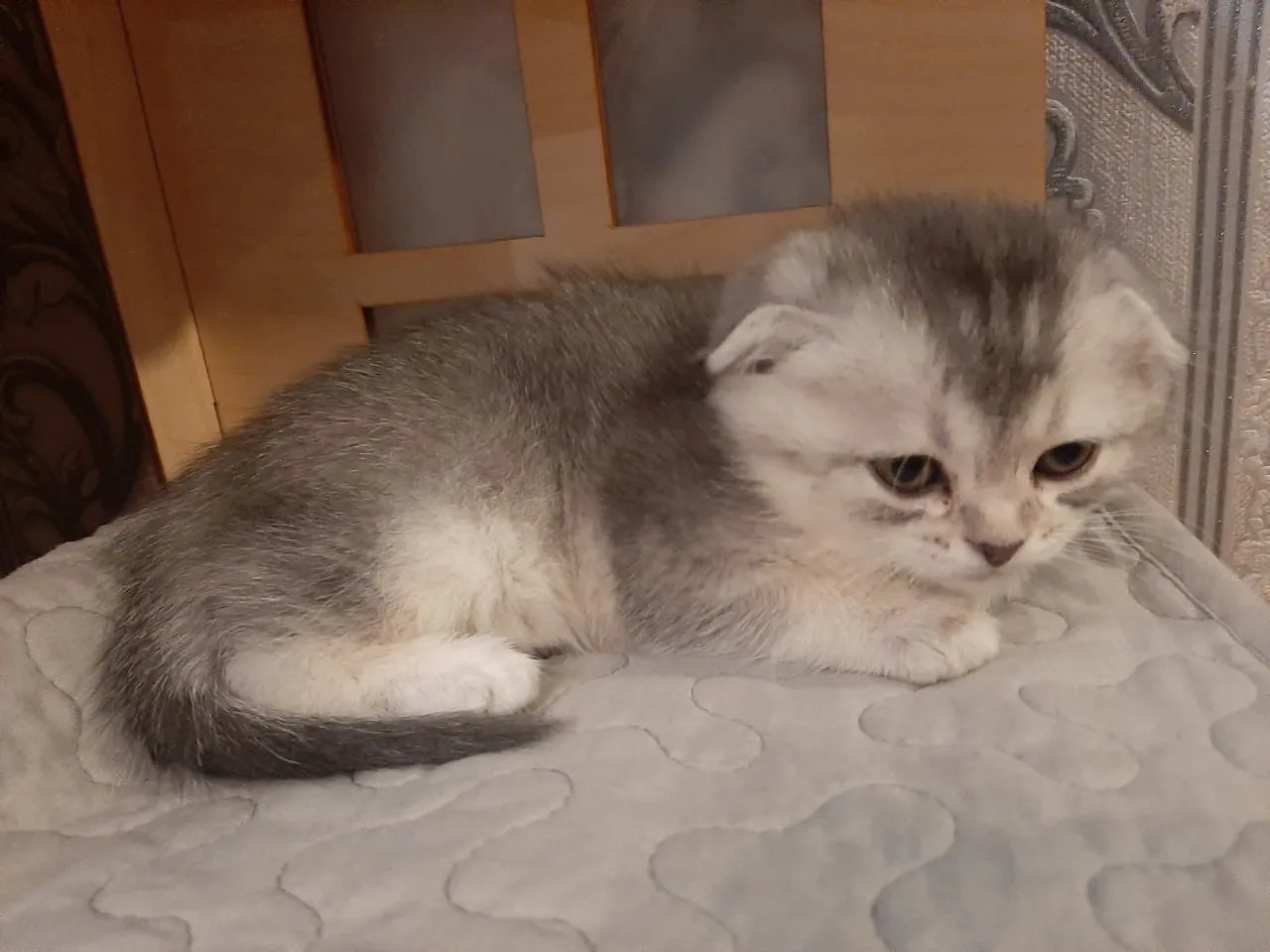 Можно ли купать кошек?