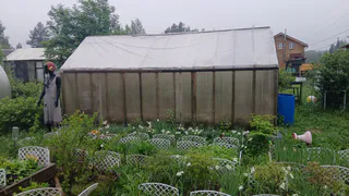 Кормлю помидоры содой, 4 года собираю обильный урожай: по 10 кг плодов с кустика