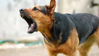 Нижнекамцев беспокоят соседи, гуляющие с собаками без намордников