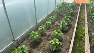 Подкормка, которая заставить перцы расти как бешеные: вкус будет ярче, а плодов – больше