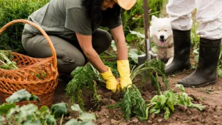 До 600 тысяч рублей штрафа грозит за навоз на огороде - кто под угрозой