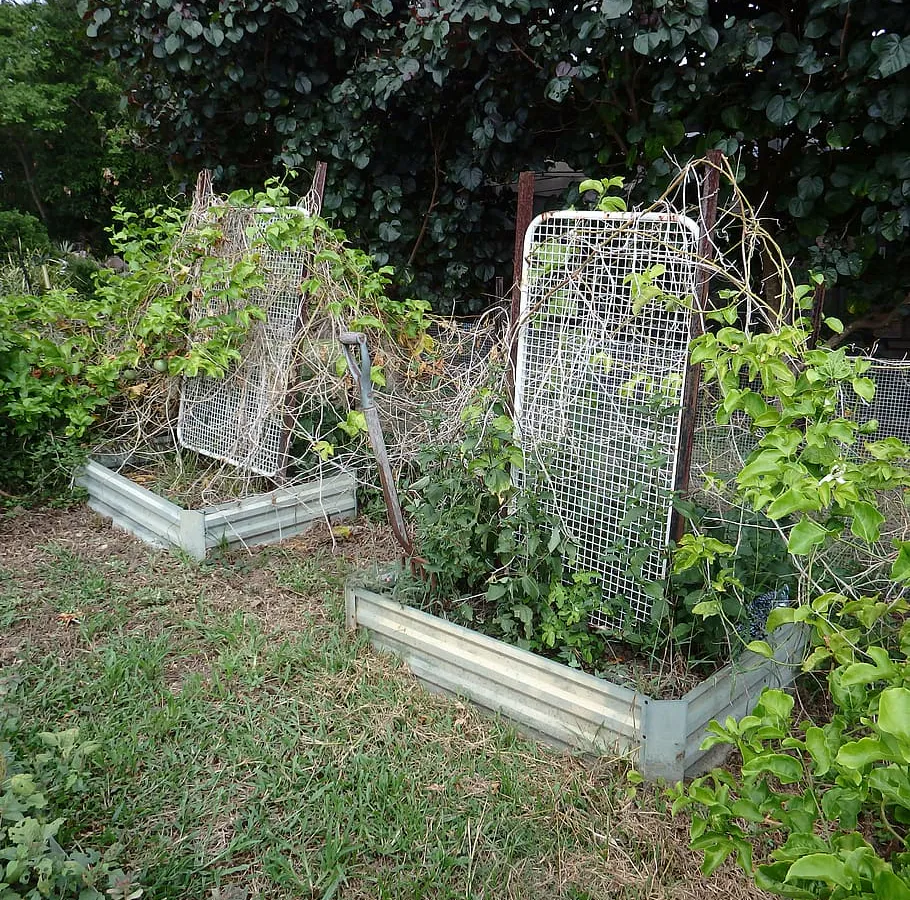 Эффективная борьба с сорняками: старый, но надежный метод