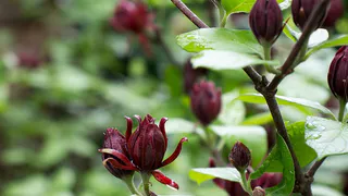 Перцы после высадки поливаю этим настоем и раздаю соседям урожай