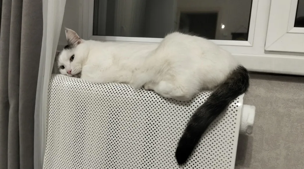 Как быстро кошка забудет своего хозяина, если ее отдать чужим. Грустная правда