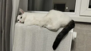 Как быстро кошка забудет своего хозяина, если ее отдать чужим. Грустная правда