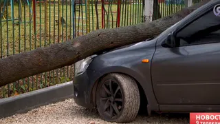 На улице Халтурина из-за ремонта дороги дерево рухнуло на автомобиль